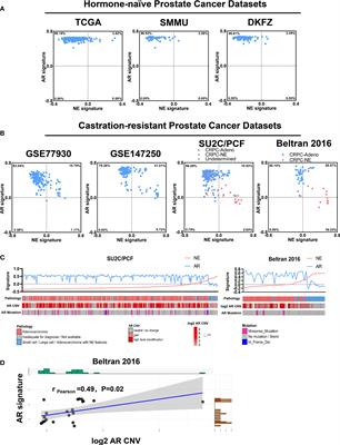 Comprehensive analysis of androgen receptor status in prostate cancer with neuroendocrine differentiation